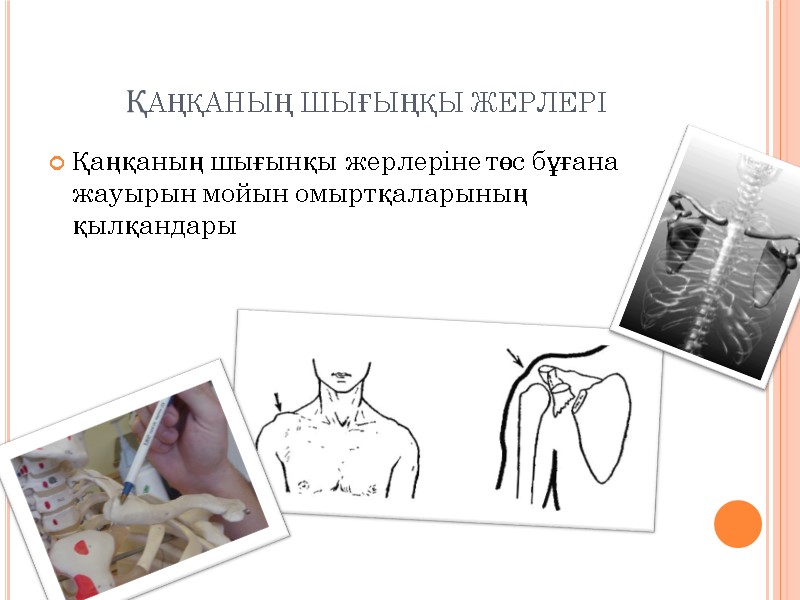 Қаңқаның шығыңқы жерлері  Қаңқаның шығынқы жерлеріне төс бұғана жауырын мойын омыртқаларының қылқандары